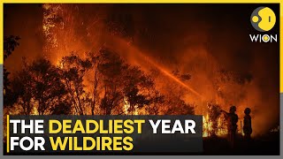 2023 deadliest year for wildfires Forest fire destroyed 400 million hectares of land worldwide [upl. by Tabitha]