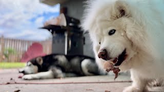 Clever Husky Masterfully Opens Door To Feast On Raw Steak husky alaskanmalamute asmrsounds [upl. by Worthy]