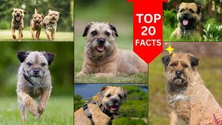 Border Terrier Dog 2024 [upl. by Fronnia574]