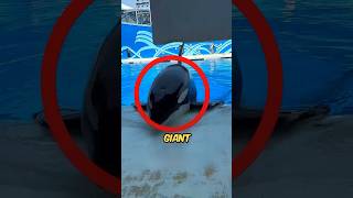 Giant Dolphin Surfaces At Water Park shortsvideo [upl. by Isherwood914]