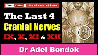 The Last 4 Cranial Nerves Dr Adel Bondok [upl. by Loretta]