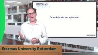 Intermediair metabolisme uitvergroot 6 De mobilisatie van spier eiwit [upl. by Melc]