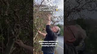 Corylus avellana Contorta twisted Hazel corkscrew Hazel [upl. by Yelhsa674]