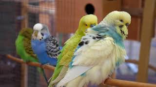 30 Minutes of Budgies and Cockatiels playing singing in their aviary [upl. by Stricklan]