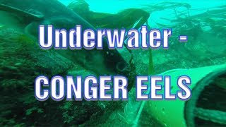 Sea Fishing UK  UNDERWATER FOOTAGE CONGER EEL  Conger Eels [upl. by Akiem]