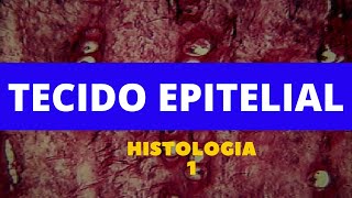 TECIDO EPITELIAL  HISTOLOGIA 1 [upl. by Yevette139]