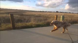 Australian Shepherd running full speed [upl. by Stavros843]