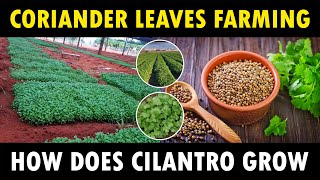 Coriander Farming  How does Cilantro grow  How to grow Coriander at Home [upl. by Sugden]