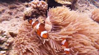 Snorkeling Perhentian Islands  Malaysia [upl. by Drol]