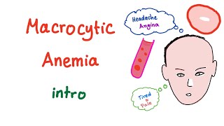 Macrocyctic Anemia Intro [upl. by Torrlow]