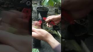 How to Propagate Plants Using Stem Cuttings [upl. by Donny]