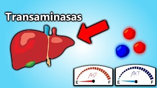 Transaminasas Altas EXPLICACIÓN EN 5 MINUTOS  Patología Clínica101 [upl. by Abert962]