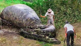 Lo Que Encontraron Dentro De Esta Serpiente Conmocionó Al Mundo Entero [upl. by Avenej56]