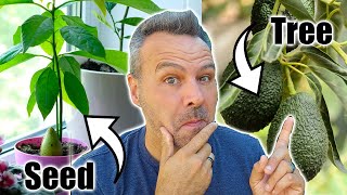 The BEST Way to Grow an Avocado Tree [upl. by Yelekalb]