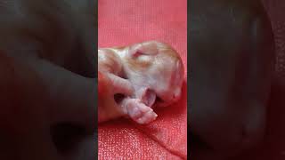 Newborn Kitten Breathing Heavily [upl. by Adnoral]