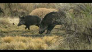 MONSTER WILD BOAR HEAD KILL SHOT SLOWMOTION [upl. by Atterrol]