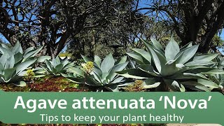 Agave attenuata ‘Nova’  Tips to keep your plant healthy [upl. by Ymot874]