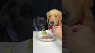 Cute dogs could not wait with abstracted foods asmreating [upl. by Argyres]