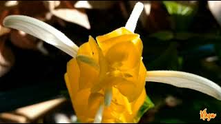 How to Bloom GOLDEN Candle  Pachystachys Lutea Plant 4TGarden [upl. by Kohler]