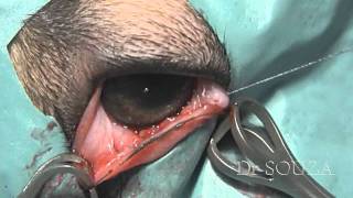 Cherry eye surgeryavi [upl. by Rawna]