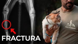 VAMOS al VETERINARIO con URGENCIA 🚨 por 1 ACCIDENTE 💥 I 75 VUELTA al MUNDO en AMBULANCIA [upl. by Ehpotsirhc]