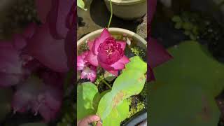 🥰🥰🥰malayalam gardening garden trending youtube shorts [upl. by Goober172]