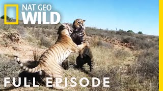 War of the Carnivores Full Episode  Worlds Deadliest [upl. by Cordeelia]