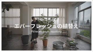 13【エバーフレッシュの植替え】Pithecellobium repotting [upl. by Nibaj]