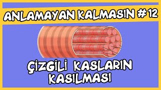 Anlamayan Kalmasın 12 Çizgili Kasların Kasılması [upl. by Maidy382]