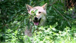 Monkey Wolf  Alawa Climbs a Tree [upl. by Dich307]