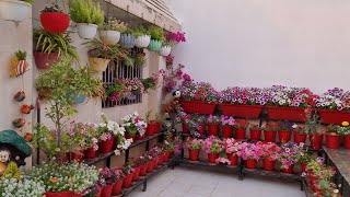 Evening Overview of Winter Flower Garden in March  मार्च में इतने सारे फूल😱😱 [upl. by Danziger]