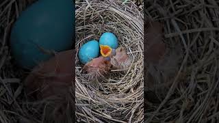 American Robin 🪺 Newborn Nestlings 🐣 Blue Eggs [upl. by Nonnaer]