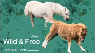 Cute Shetland Foal runs Wild amp Free to a Soca beat ❤️🐴🎶 [upl. by Nawek971]