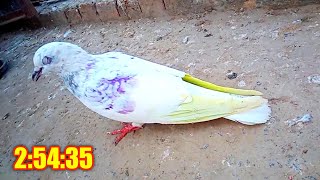 Asu Ki First Bazi 2022 Best Perwaaz  Kaboter Bazi In Pakistan  Pigeons Club [upl. by Haddad690]