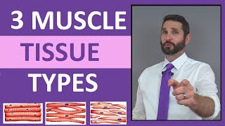 Three Types of Muscle Tissue Skeletal Smooth Cardiac Anatomy Compilation Review [upl. by Niras130]