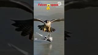 Peregrine falcon speed😱 shorts viral shortvideo falcon birds wildlife animals trending [upl. by Grenier]