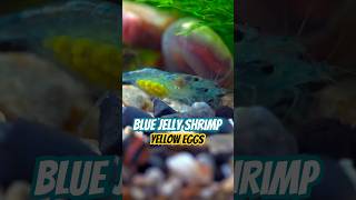 Charming blue shrimp A colorful underwater world with yellow eggs [upl. by Anirak]