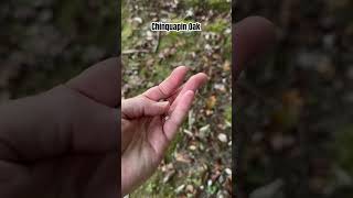 Chinquapin Oak buildingbetterhunters deerhunting learntohunt bowhunting whitetaildeer [upl. by Lordan]