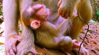 Mum Joli and Baby Jenifers Sweet Moments monkeynay babymonkey monkey short [upl. by Akimaj]