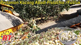 BUDIDAYA PERTANIAN KACANG PISTACHIO MODERN  KACANG OLEH OLEH HAJI [upl. by Claresta]