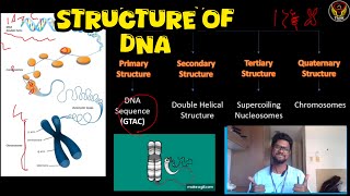 4 Structures of DNA🧬  Double Helix Nucleosomes Super coiling Chromosomes  Tamil  ThiNK Biology [upl. by Dawes745]