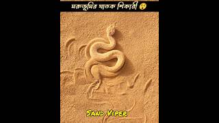 Alert 🚨 মরুভূমির ঘাতক শিকারী সাপ 😲 ।। Sand Viper mayajaalbangla shortsviral shortsvideo facts [upl. by Alansen]