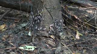 webworms and lanternflies attack Tree of Heaven [upl. by Hecker279]