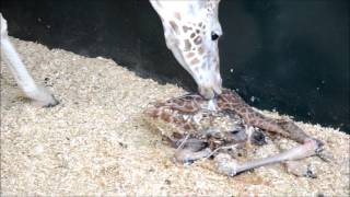 Rothschild Giraffe Birth Full Birth [upl. by Adnilim427]