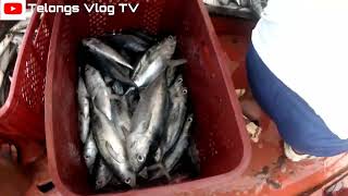 Grabe Ang Daming huli fishing fishingvideo fish viralvideo [upl. by Wendin]