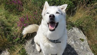 HUSKY searches for GHOSTS on the windswept moors  Nature  Views [upl. by Japha]