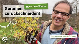 Geranien nach dem Überwintern zurückschneiden für gesundes neues Wachstum inklusive Vermehrungstipp [upl. by Arahs]