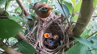 The bird’s nest was attacked by ants but the mother bird intervened in time [upl. by Colbert946]