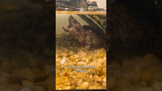 Alligator Snapping Turtle Facts 🐢 [upl. by Knudson292]