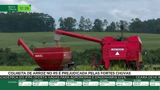 Colheita de arroz no Rio Grande do Sul é prejudicada pelas fortes chuvas [upl. by Sabra]